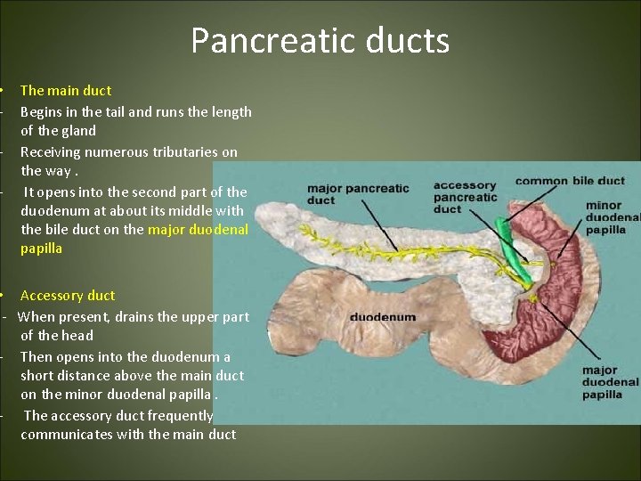  • - - - Pancreatic ducts The main duct Begins in the tail