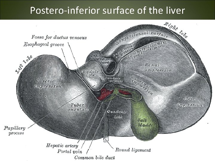 Postero-inferior surface of the liver 