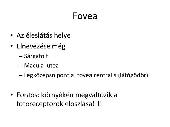 Fovea • Az éleslátás helye • Elnevezése még – Sárgafolt – Macula lutea –