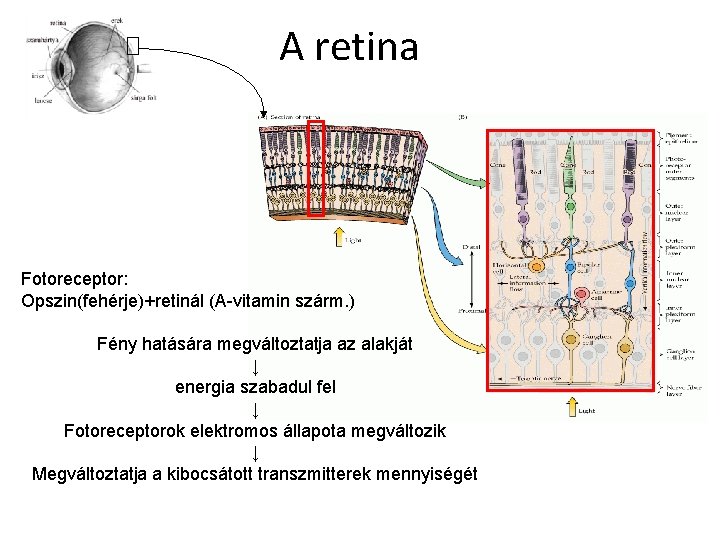 A retina Fotoreceptor: Opszin(fehérje)+retinál (A-vitamin szárm. ) Fény hatására megváltoztatja az alakját ↓ energia