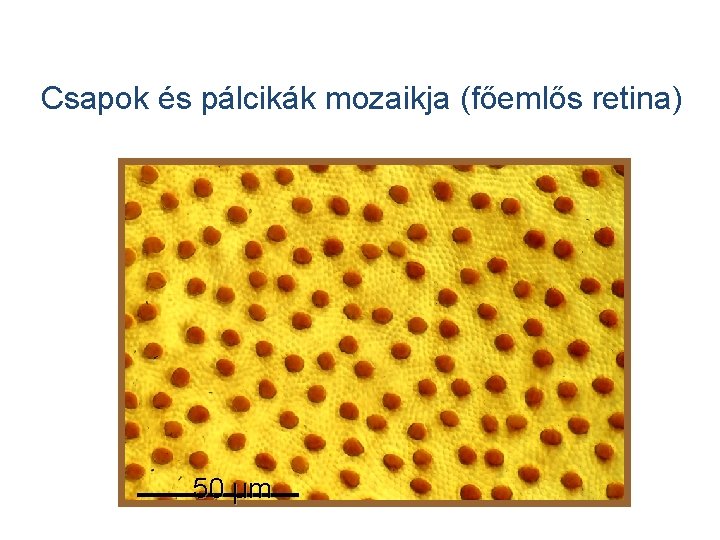 Csapok és pálcikák mozaikja (főemlős retina) 50 µm 