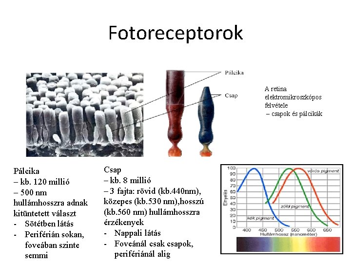 Fotoreceptorok A retina elektromikroszkópos felvétele – csapok és pálcikák Pálcika – kb. 120 millió