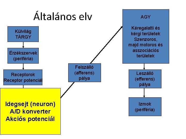 Általános elv Kéregalatti és kérgi területek Szenzoros, majd motoros és asszociációs területek Külvilág TÁRGY