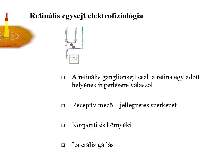 Retinális egysejt elektrofiziológia o A retinális ganglionsejt csak a retina egy adott helyének ingerlésére
