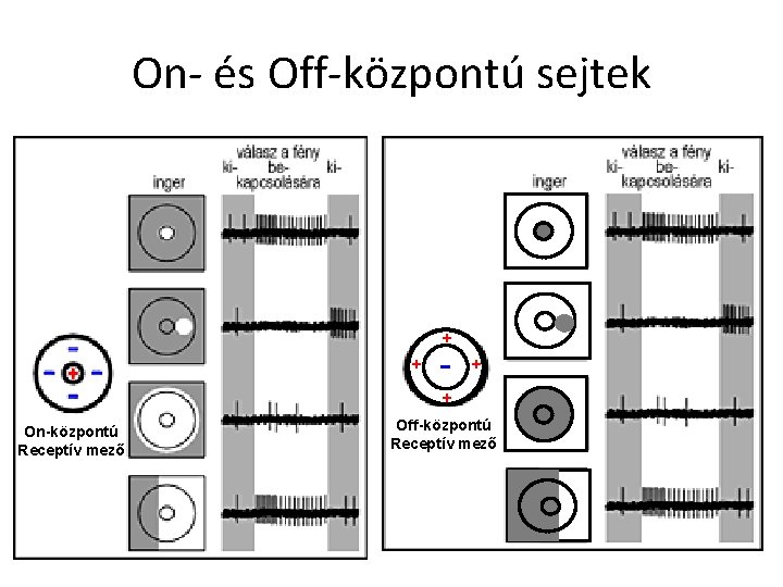 On- és Off-központú sejtek + + - + + On-központú Receptív mező Off-központú Receptív