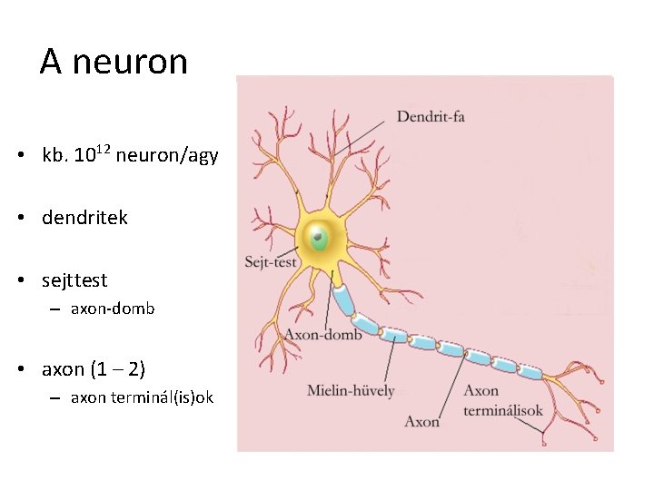 A neuron • kb. 1012 neuron/agy • dendritek • sejttest – axon-domb • axon