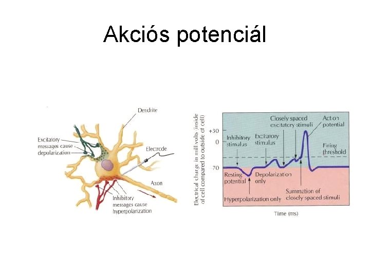 Akciós potenciál 