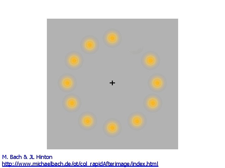 M. Bach & JL Hinton http: //www. michaelbach. de/ot/col_rapid. Afterimage/index. html 