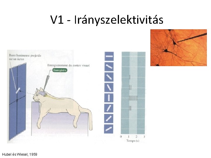 V 1 - Irányszelektivitás Hubel és Wiesel, 1959 