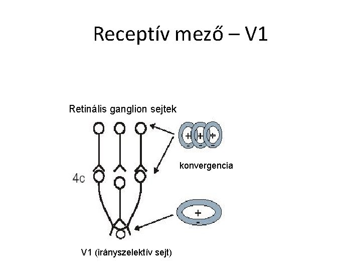 Receptív mező – V 1 Retinális ganglion sejtek konvergencia V 1 (irányszelektív sejt) 