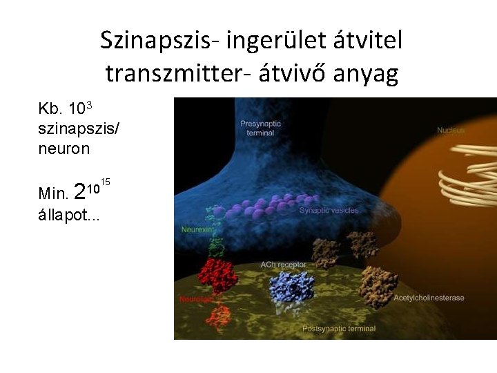 Szinapszis- ingerület átvitel transzmitter- átvivő anyag Kb. 103 szinapszis/ neuron 15 Min. 2 állapot.