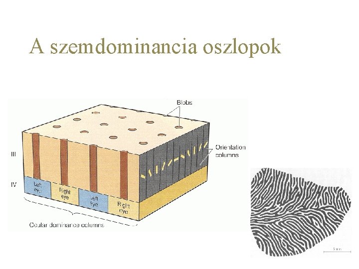 A szemdominancia oszlopok 