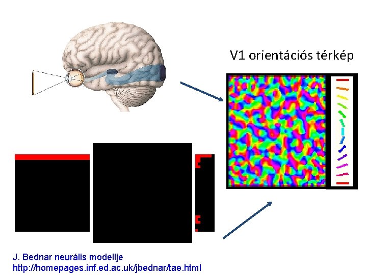 V 1 orientációs térkép J. Bednar neurális modellje http: //homepages. inf. ed. ac. uk/jbednar/tae.