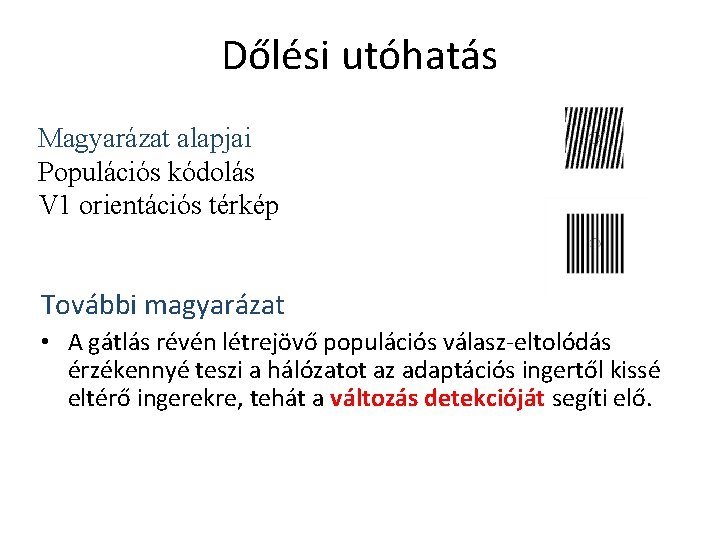 Dőlési utóhatás Magyarázat alapjai Populációs kódolás V 1 orientációs térkép További magyarázat • A
