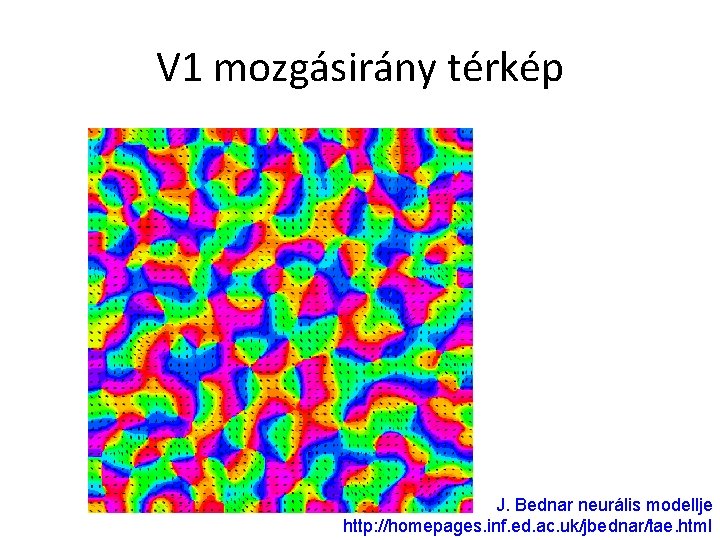 V 1 mozgásirány térkép J. Bednar neurális modellje http: //homepages. inf. ed. ac. uk/jbednar/tae.