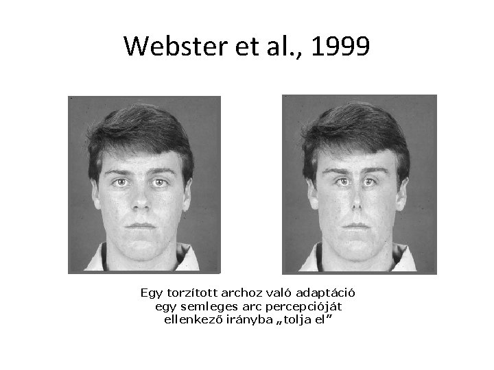 Webster et al. , 1999 Egy torzított archoz való adaptáció egy semleges arc percepcióját