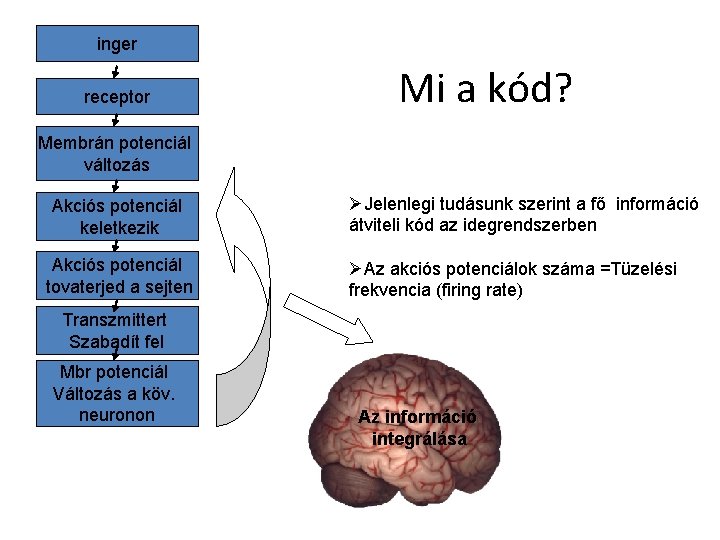 inger receptor Mi a kód? Membrán potenciál változás Akciós potenciál keletkezik Akciós potenciál tovaterjed