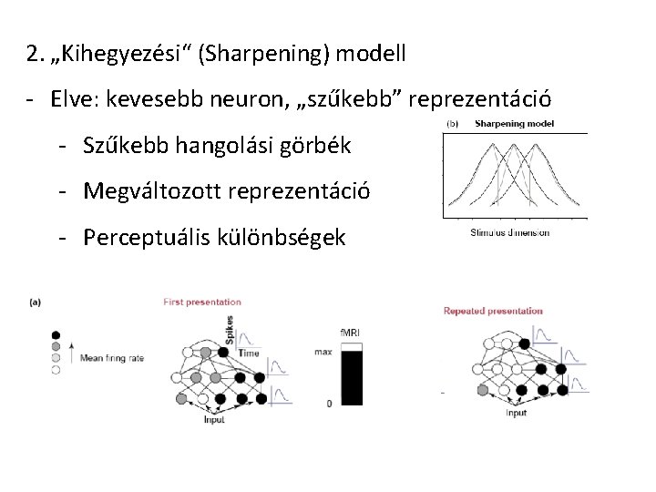 2. „Kihegyezési“ (Sharpening) modell - Elve: kevesebb neuron, „szűkebb” reprezentáció - Szűkebb hangolási görbék