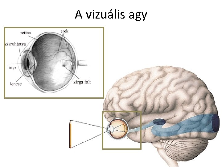 A vizuális agy 