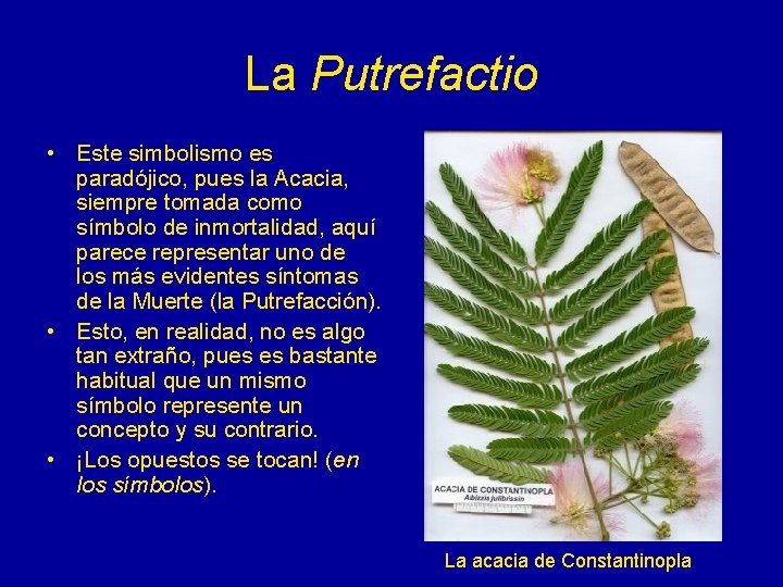 La Putrefactio • Este simbolismo es paradójico, pues la Acacia, siempre tomada como símbolo