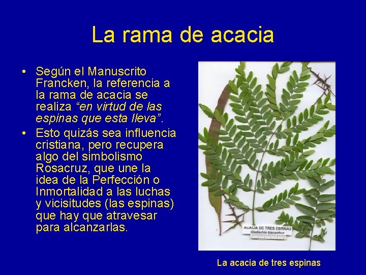 La rama de acacia • Según el Manuscrito Francken, la referencia a la rama