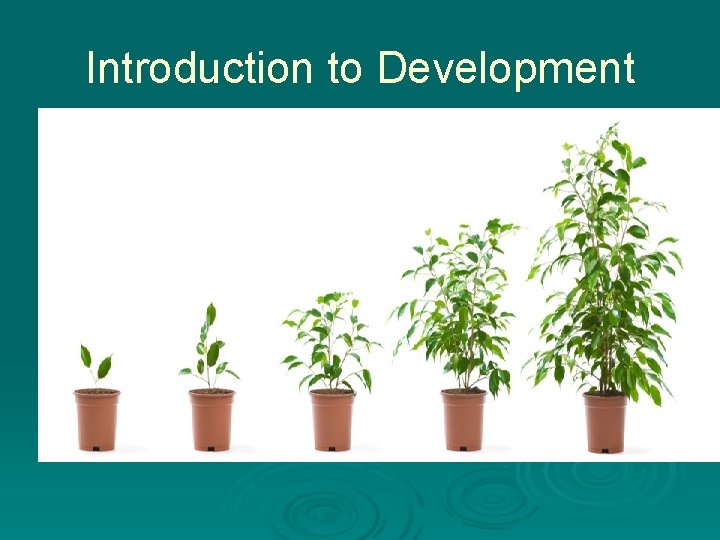 Introduction to Development Ø What is development? Ø Development-continuity and change in the body