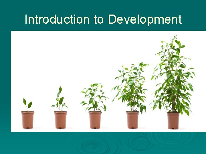 Introduction to Development Ø What is development? Ø Development-continuity and change in the body