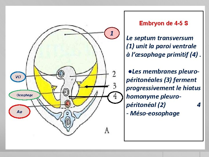 Embryon de 4 -5 S 1 VCI Oesophage Ao Le septum transversum (1) unit