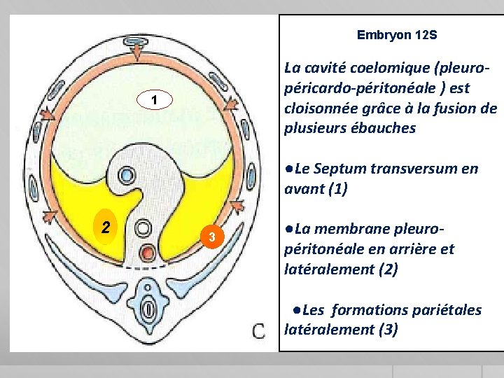 Embryon 12 S La cavité coelomique (pleuropéricardo-péritonéale ) est cloisonnée grâce à la fusion