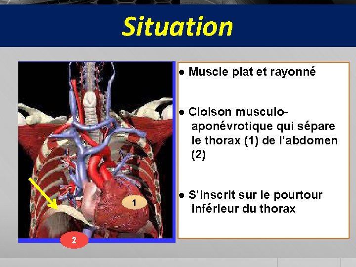 Situation ● Muscle plat et rayonné ● Cloison musculoaponévrotique qui sépare le thorax (1)