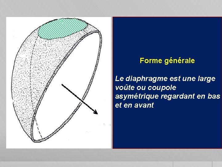 Forme générale Le diaphragme est une large voûte ou coupole asymétrique regardant en bas