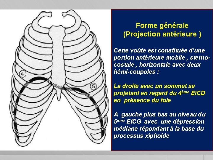 Forme générale (Projection antérieure ) Cette voûte est constituée d’une portion antérieure mobile ,