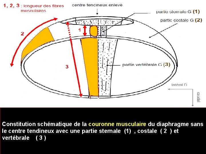 Constitution schématique de la couronne musculaire du diaphragme sans le centre tendineux avec une