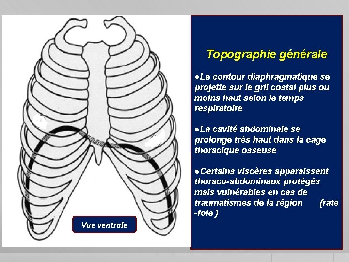 Topographie générale ●Le contour diaphragmatique se projette sur le gril costal plus ou moins