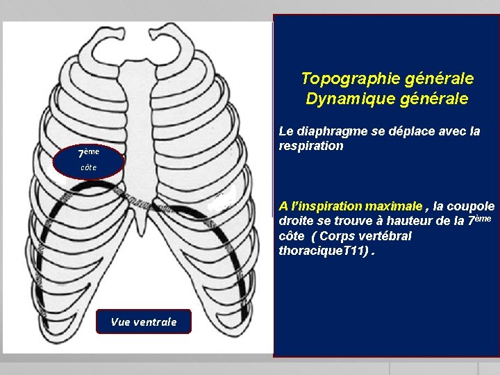 Topographie générale Dynamique générale Le diaphragme se déplace avec la respiration 7ème côte A