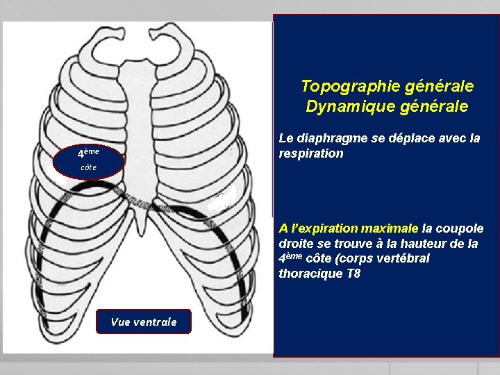 Topographie générale Dynamique générale Le diaphragme se déplace avec la respiration 4ème côte A