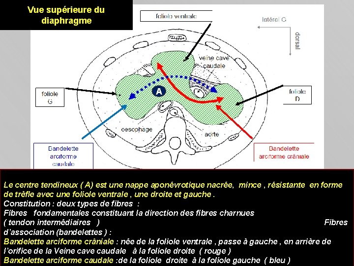 Vue supérieure du diaphragme A Le centre tendineux ( A) est une nappe aponévrotique