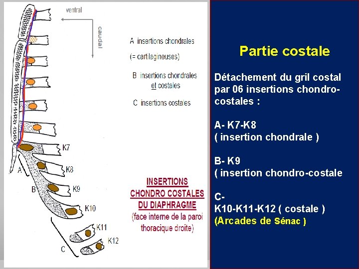Partie costale Détachement du gril costal par 06 insertions chondrocostales : A- K 7