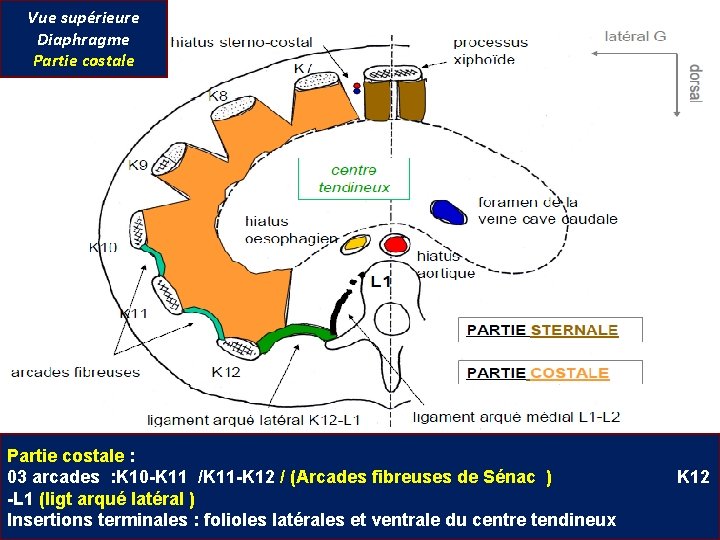 Vue supérieure Diaphragme Partie costale : 03 arcades : K 10 -K 11 /K