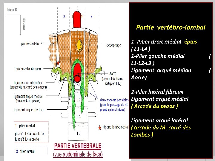 Partie vertébro-lombal 1 - Pilier droit médial épais ( L 1 -L 4 )