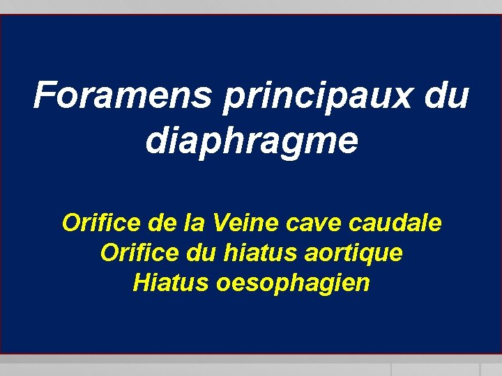 Foramens principaux du diaphragme Orifice de la Veine cave caudale Orifice du hiatus aortique