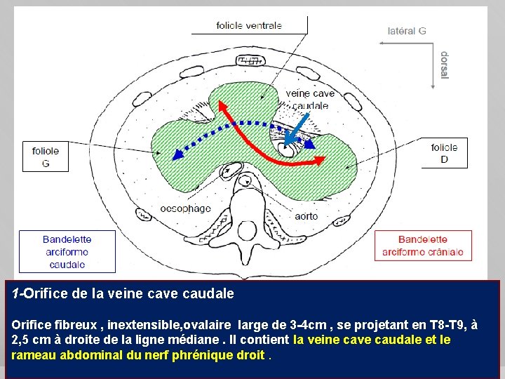 1 -Orifice de la veine cave caudale Orifice fibreux , inextensible, ovalaire large de