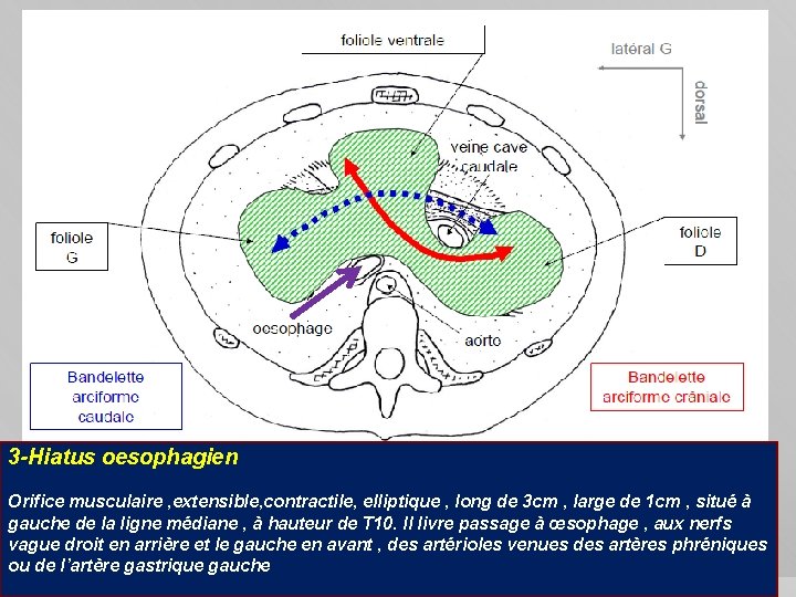 3 -Hiatus oesophagien Orifice musculaire , extensible, contractile, elliptique , long de 3 cm