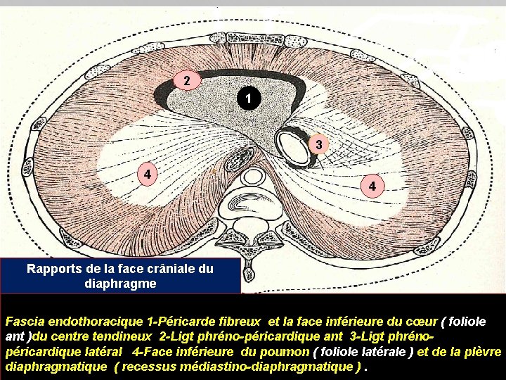 2 1 3 4 4 Rapports de la face crâniale du diaphragme Fascia endothoracique