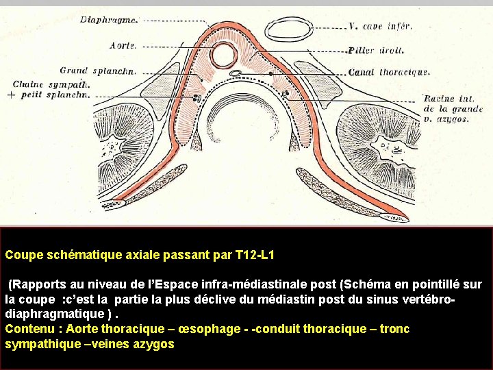 Coupe schématique axiale passant par T 12 -L 1 (Rapports au niveau de l’Espace