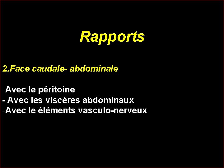 Rapports 2. Face caudale- abdominale -Avec le péritoine - Avec les viscères abdominaux -Avec