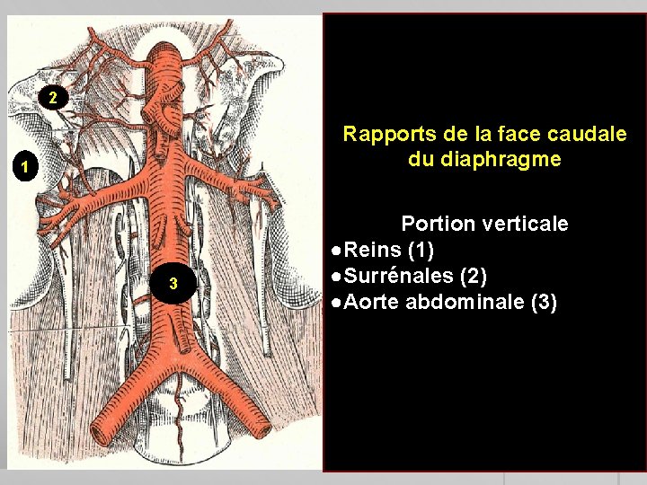 2 Rapports de la face caudale du diaphragme 1 3 Portion verticale ●Reins (1)