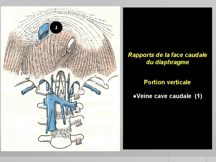 1 Rapports de la face caudale du diaphragme Portion verticale ●Veine cave caudale (1)