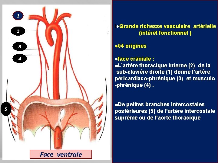 1 i●Grande richesse vasculaire artérielle (intérêt fonctionnel ) 2 3 ● 04 origines 4