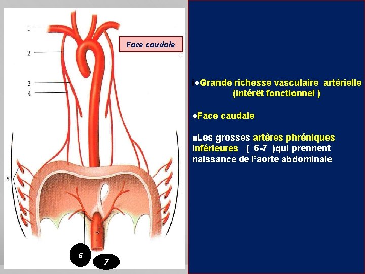 Face caudale i●Grande richesse vasculaire artérielle (intérêt fonctionnel ) ●Face caudale ■Les grosses artères